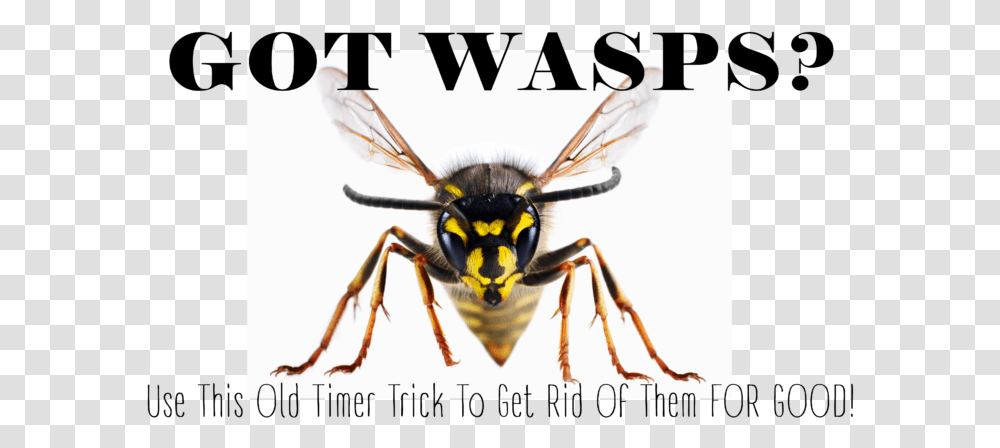Giant Wasp Pathfinder, Bee, Insect, Invertebrate, Animal Transparent Png