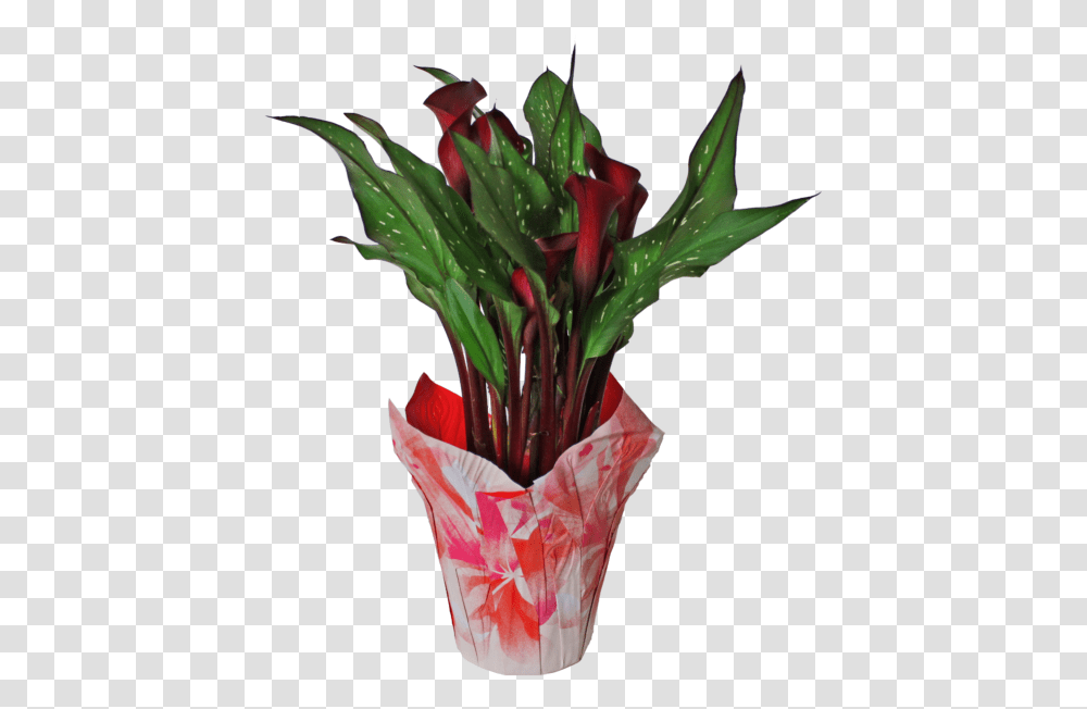 Giant White Arum Lily, Plant, Flower, Blossom, Flower Bouquet Transparent Png