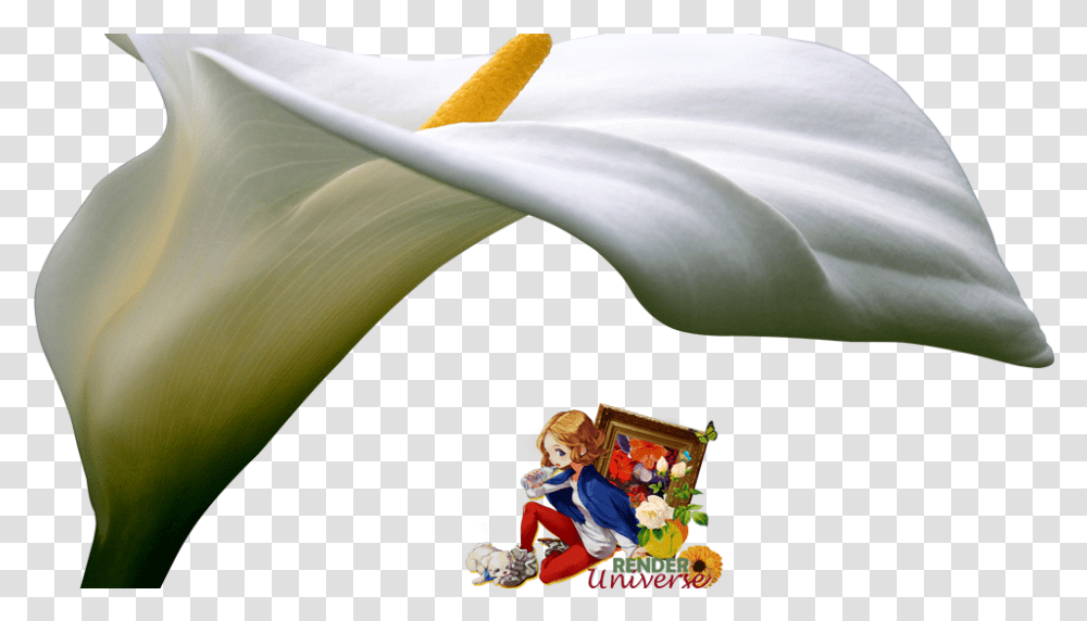 Giant White Arum Lily, Plant, Flower, Blossom, Person Transparent Png