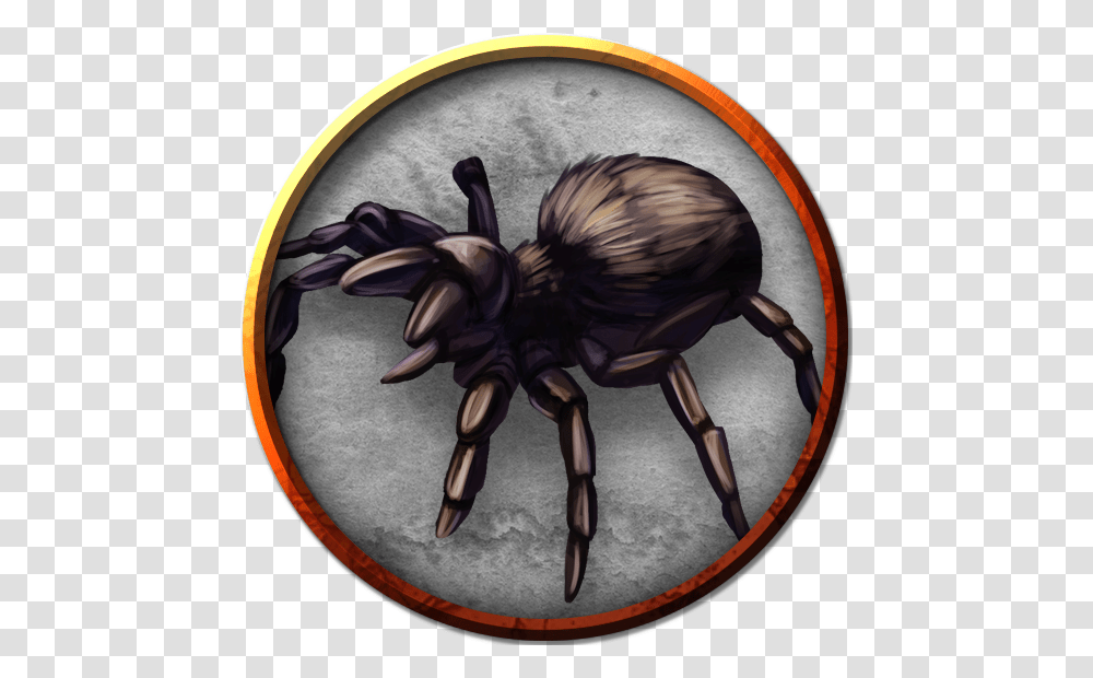 Giant Wolf Spider Wolf Spider, Invertebrate, Animal, Insect, Arachnid Transparent Png