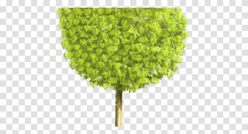 Gif Animated Tree, Plant, Moss, Flower, Blossom Transparent Png