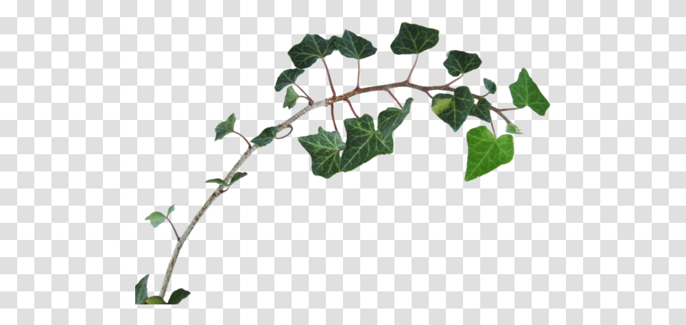 Gif Animation Adobe Photoshop Vector Graphics Image American Aspen, Plant, Leaf, Ivy, Vine Transparent Png