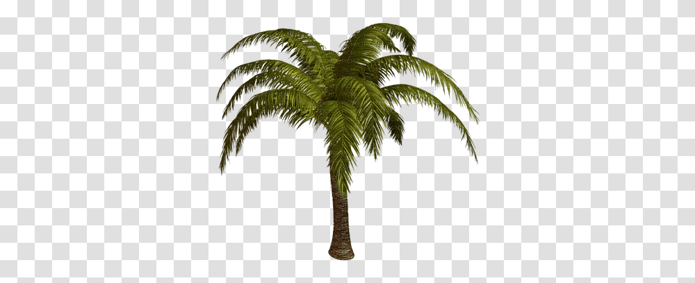 Gif Anime Palmera Picmix Palmier, Plant, Tree, Palm Tree, Arecaceae Transparent Png