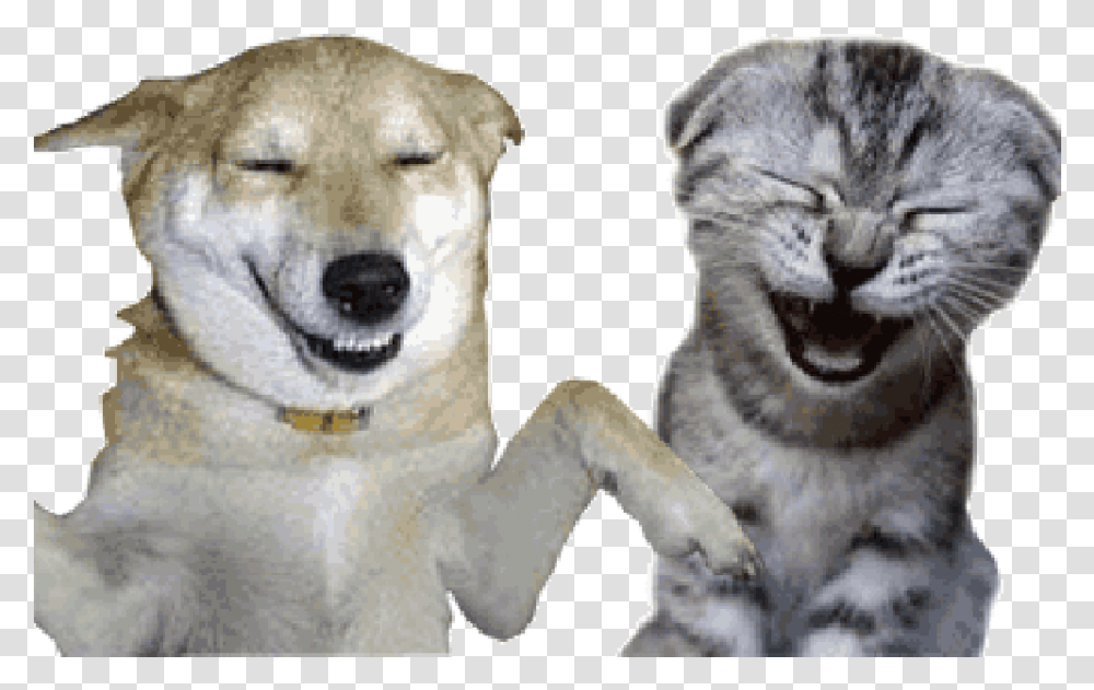 Gif Cat Image Blog Dog Dog And Cat Gif With Background, Pet, Animal, Mammal, Person Transparent Png