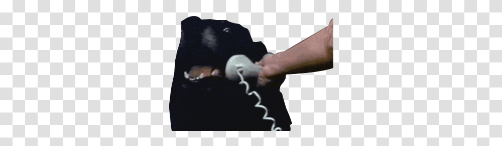 Gif Dog Phone Galaxyaurora • Calling Meme Gif, Hand, Person, Human, Wrist Transparent Png