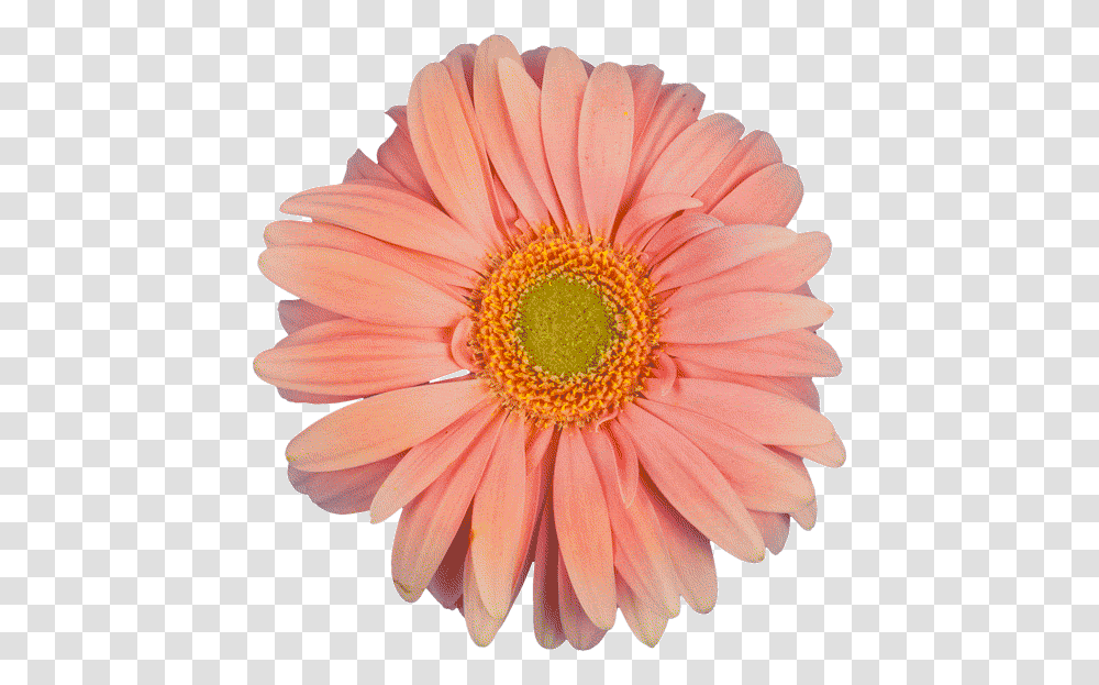 Gif Flower Cheguei Naquele Momento Na Vida Que J No, Plant, Blossom, Daisy, Daisies Transparent Png