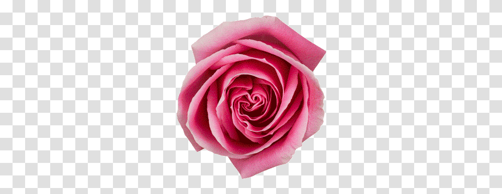 Gif Flower Flower Blooming Gif, Rose, Plant, Blossom Transparent Png
