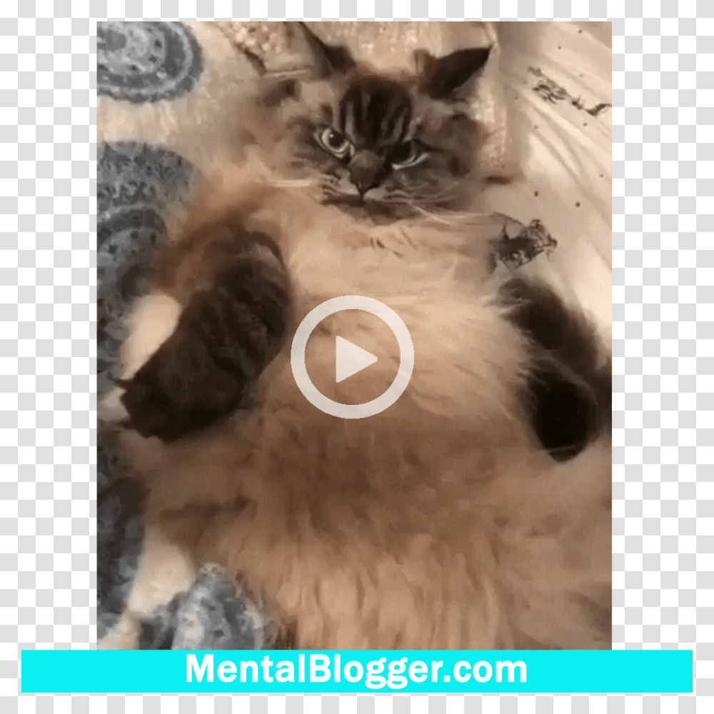 Gif Gato Irritado, Cat, Pet, Mammal, Animal Transparent Png