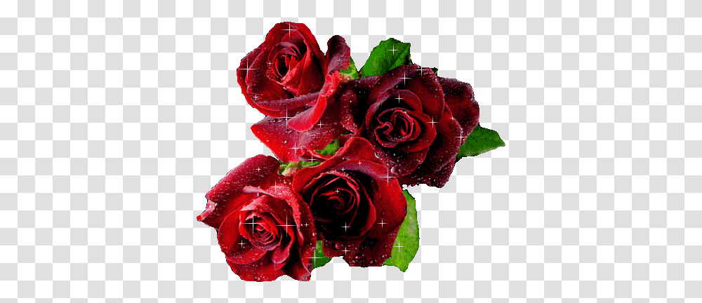 Gif Love Red Glitter Romance Rose Roses Drama Sunday Blessings With Roses, Plant, Flower, Blossom, Flower Bouquet Transparent Png