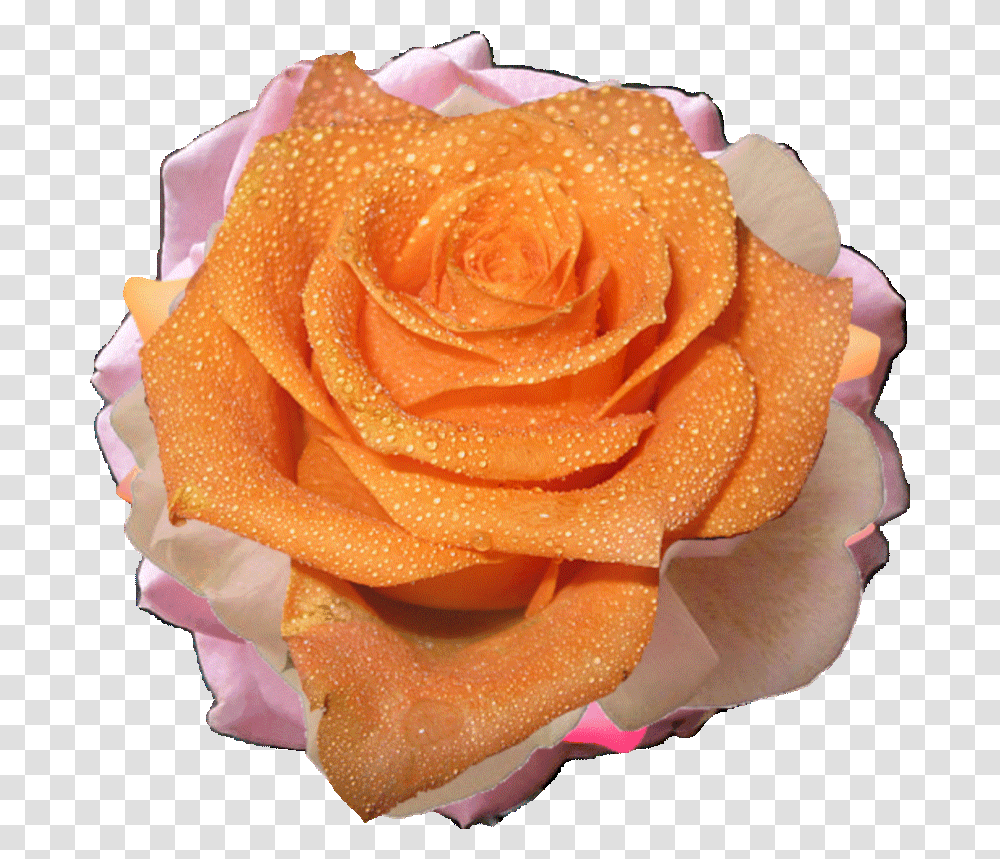 Gif Orange Flower Gif, Rose, Plant, Blossom, Petal Transparent Png