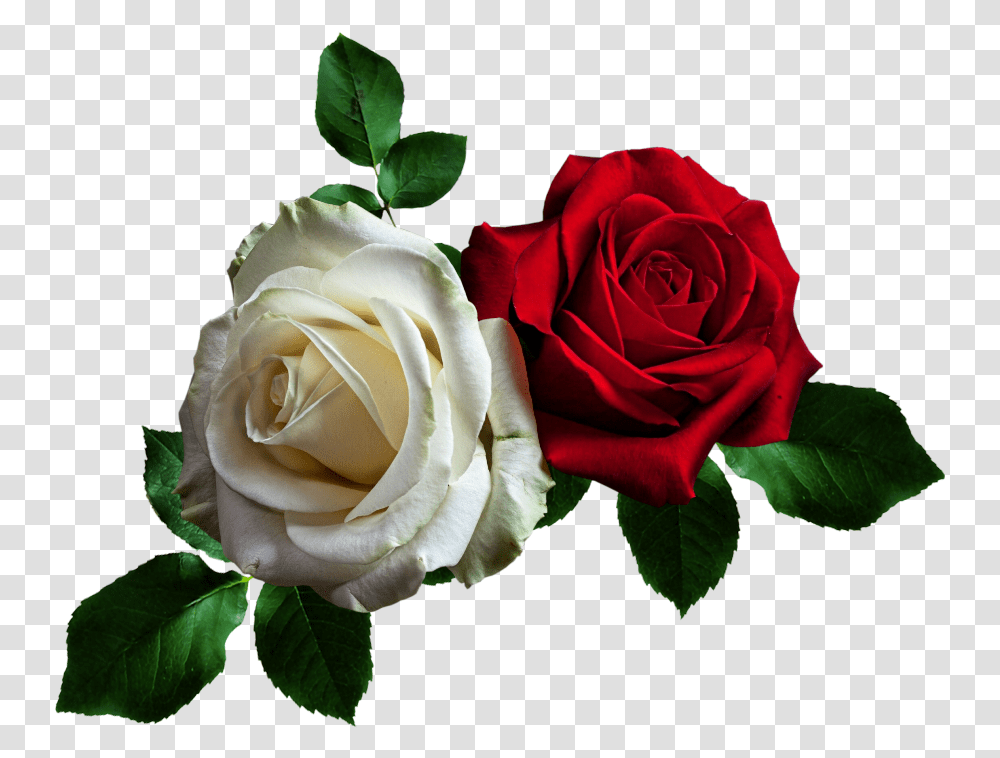 Gif, Rose, Flower, Plant, Blossom Transparent Png