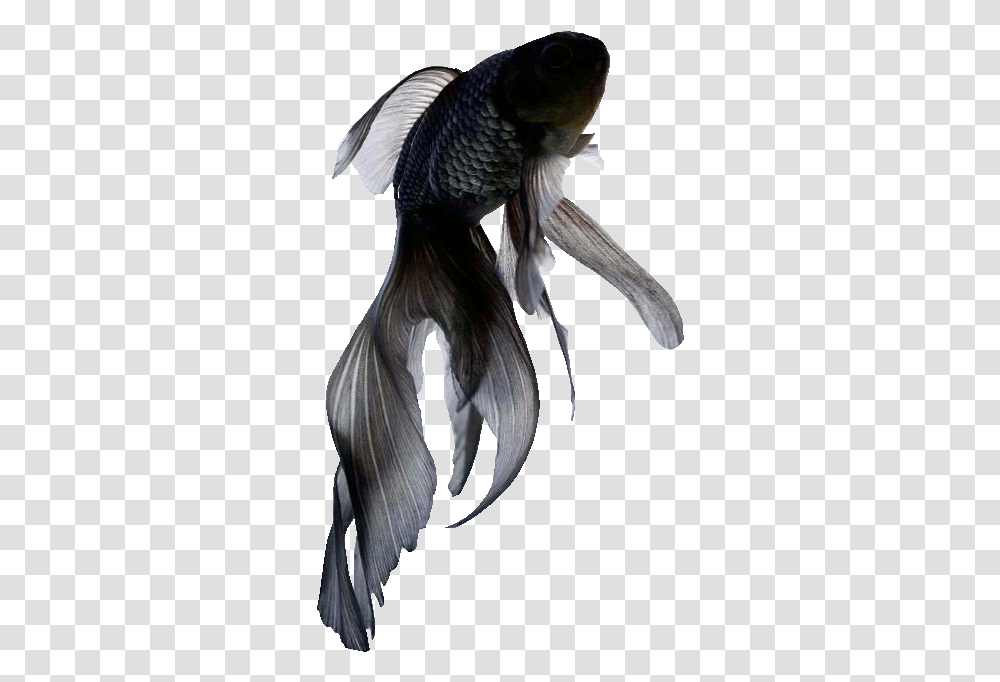 Gif Sticker Find & Share On Giphy Black Black Fish, Bird, Animal, Flying, Vulture Transparent Png