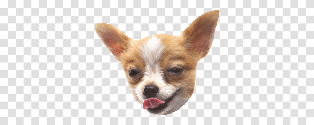Gif Stickers Chihuahua, Dog, Pet, Canine, Animal Transparent Png