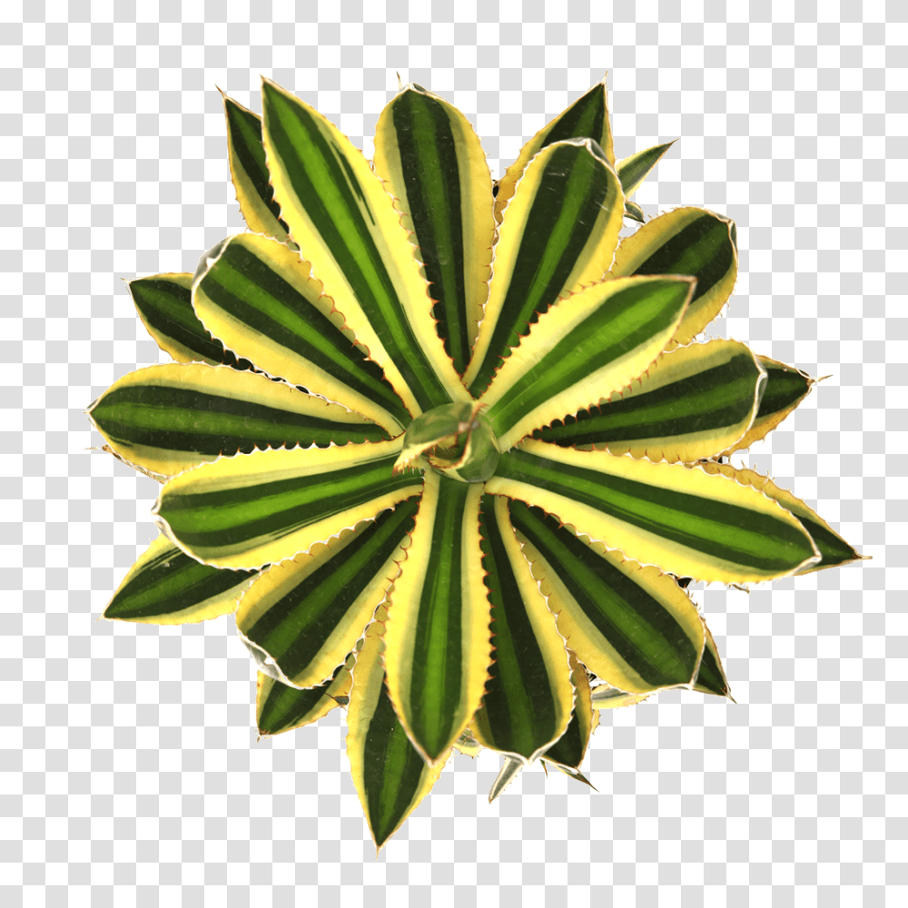 Gift Guide For The Succulent Obsessed Sublime Succulents, Plant, Cactus Transparent Png