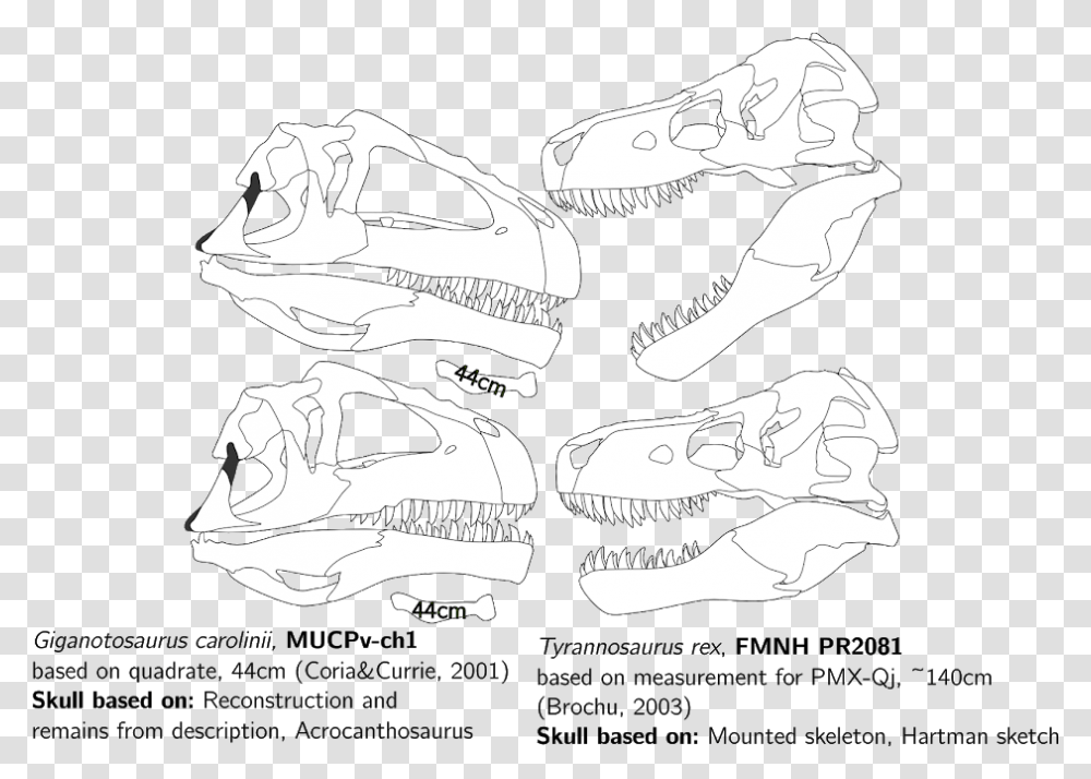 Giganotosaurus Vs T Rex Skull, T-Rex, Dinosaur, Reptile, Animal Transparent Png