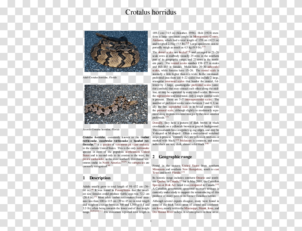 Gila Monster, Rattlesnake, Reptile, Animal, Collage Transparent Png