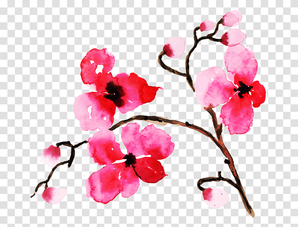 Gilliflower, Plant, Petal, Blossom, Hibiscus Transparent Png