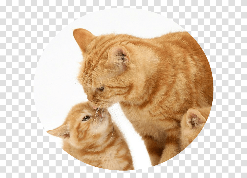 Ginger Cat And Kittens White Ginger Kittens Background, Pet, Mammal, Animal, Manx Transparent Png