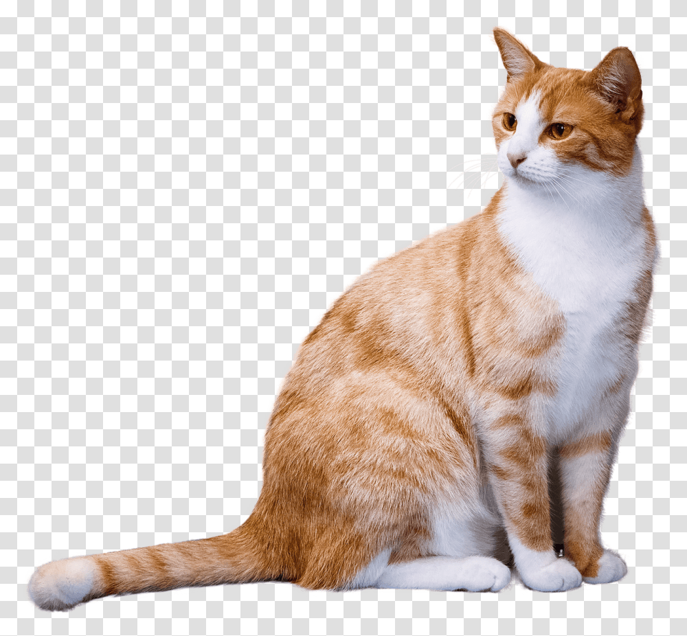 Ginger Cat Cat, Manx, Pet, Mammal, Animal Transparent Png