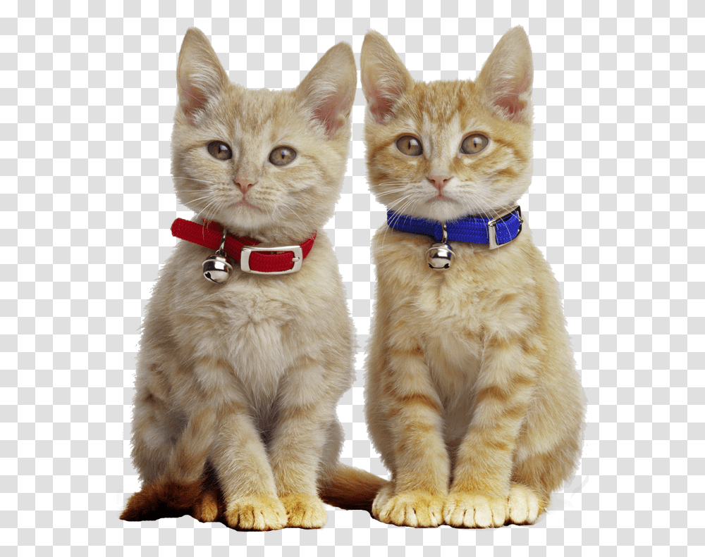 Ginger Cat With Collar, Pet, Mammal, Animal, Accessories Transparent Png