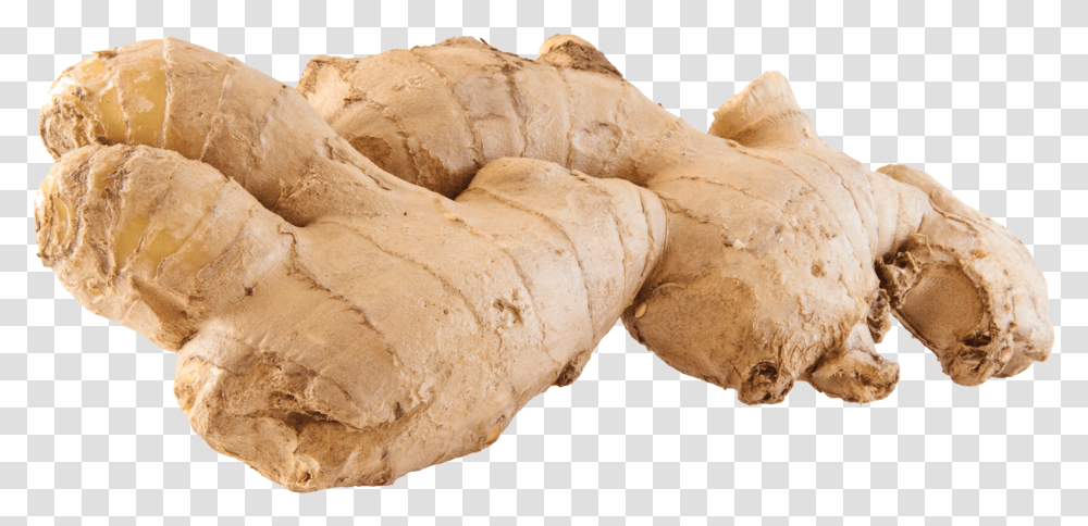 Ginger Gingers, Fungus, Plant, Bread, Food Transparent Png