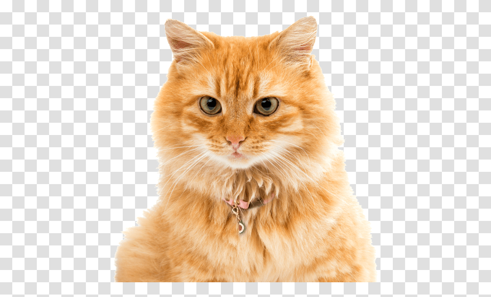 Ginger Manx Cat Long Haied, Pet, Mammal, Animal, Plant Transparent Png