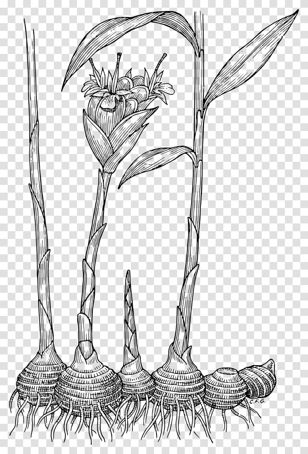 Ginger Plant Black And White, Gray, World Of Warcraft Transparent Png