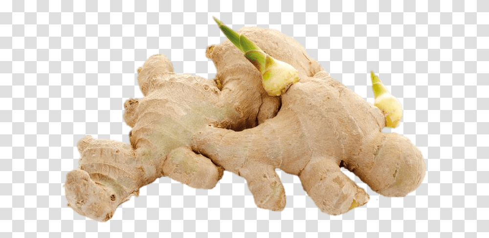 Ginger Shoots Cu Gung, Plant Transparent Png