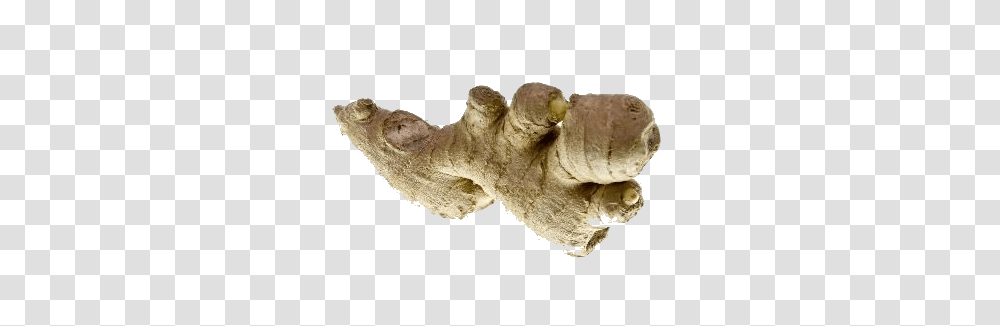 Ginger, Vegetable, Plant, Fungus, Panther Transparent Png