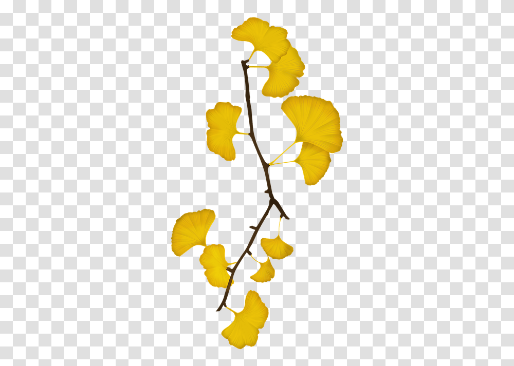 Ginkgo Bank Leaves Bank The Leaves Yellow Ginkgo Ginkgo Leaves, Plant, Flower, Blossom, Petal Transparent Png