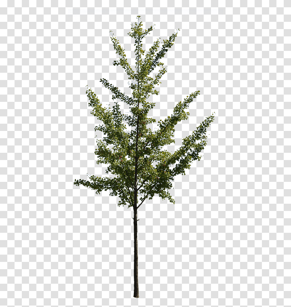 Ginkgo Biloba Ginkgo Biloba Tree, Plant, Conifer, Fir, Abies Transparent Png