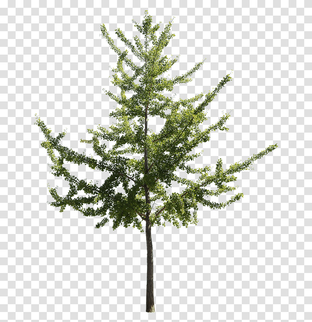 Ginkgo Biloba Ii American Larch, Tree, Plant, Cross, Symbol Transparent Png