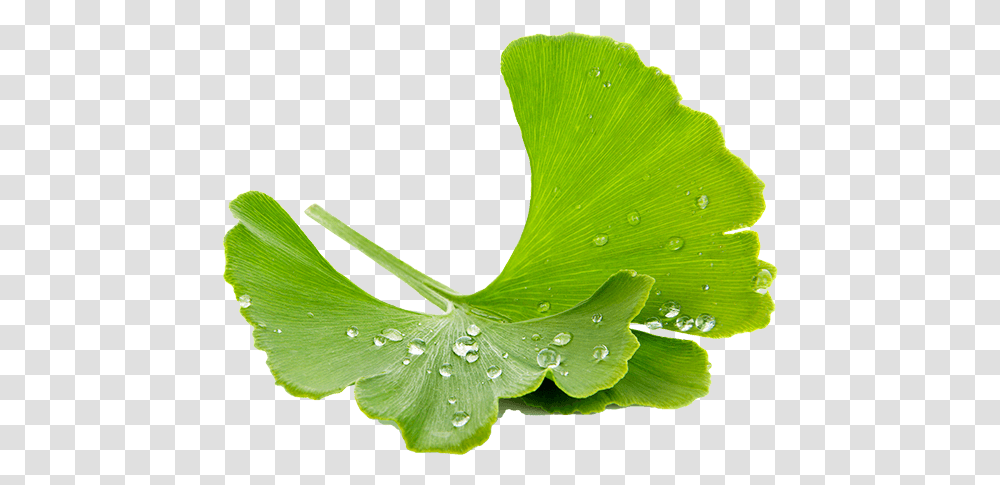Ginkgo Maidenhair Tree, Leaf, Plant, Green, Droplet Transparent Png