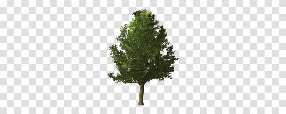 Ginkgo Tree Nature, Plant, Maple, Tree Trunk Transparent Png