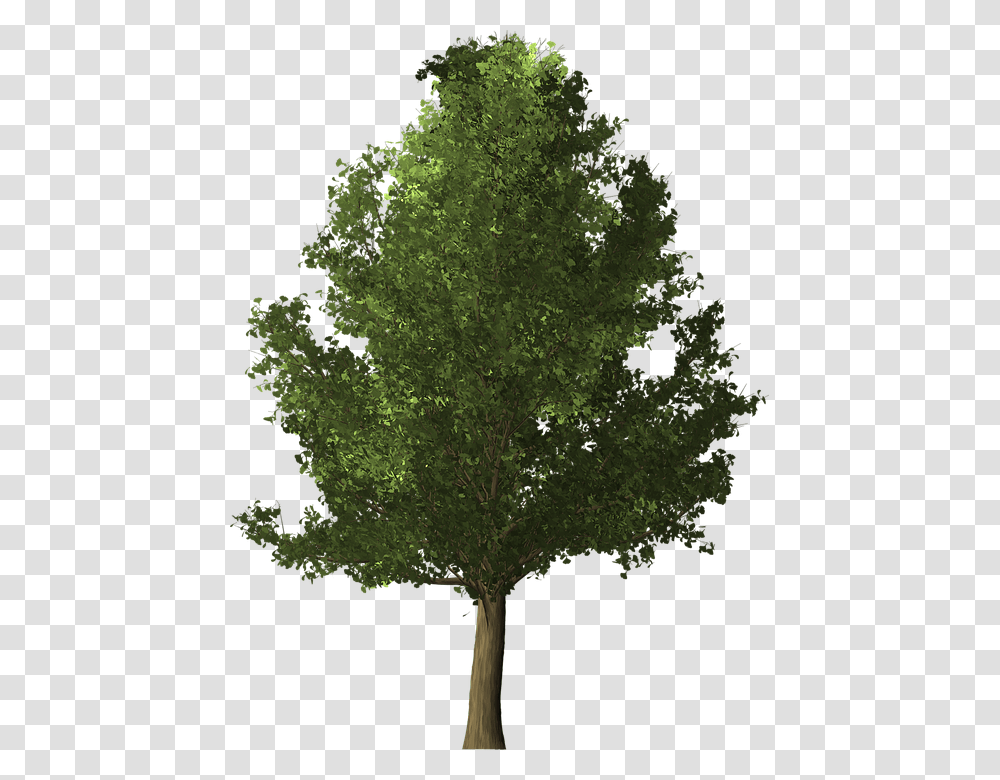 Ginkgo Tree Ginkgo Tree Deciduous Nature Leaf High Resolution Trees, Plant, Maple, Tree Trunk Transparent Png