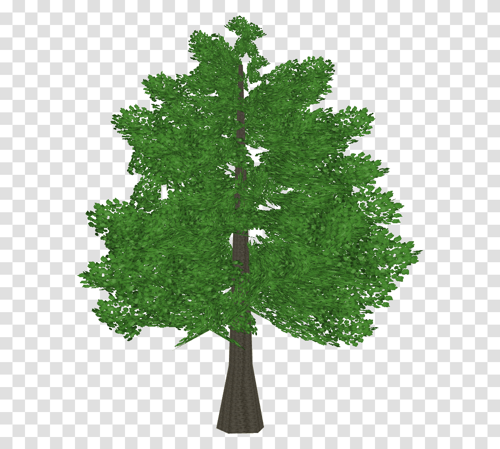 Ginko Christmas Tree, Plant, Leaf, Maple, Conifer Transparent Png