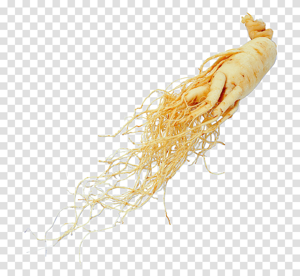 Ginseng Panax Ginseng Root Extract, Plant, Food, Vegetable, Produce Transparent Png