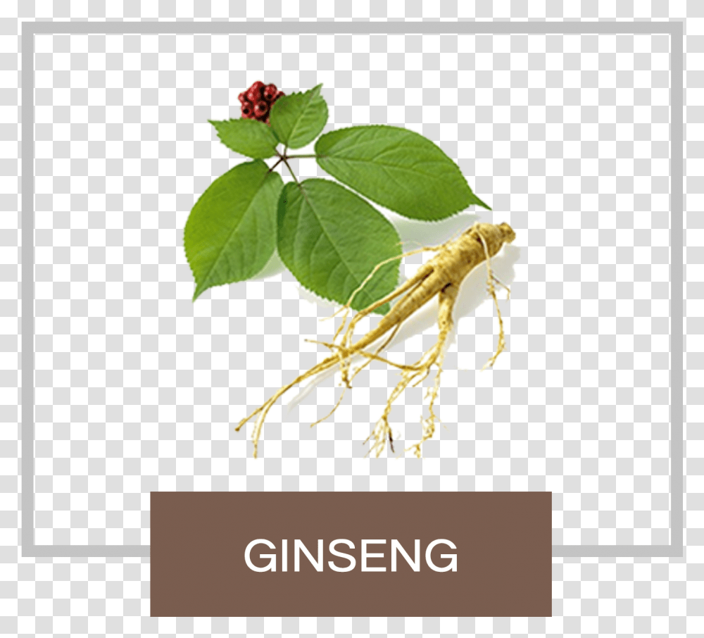 Ginseng With Leaf, Plant, Potted Plant, Vase, Jar Transparent Png