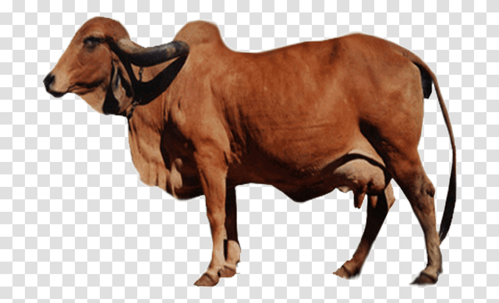 Gir Cow Milk, Bull, Mammal, Animal, Cattle Transparent Png
