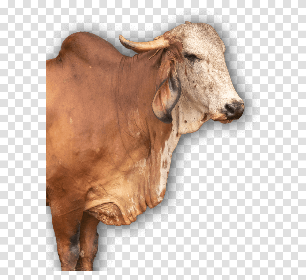 Gir Cow Photo Face, Bull, Mammal, Animal, Cattle Transparent Png