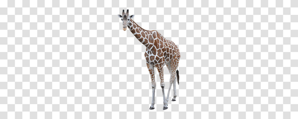 Giraffe Animals, Wildlife, Mammal Transparent Png