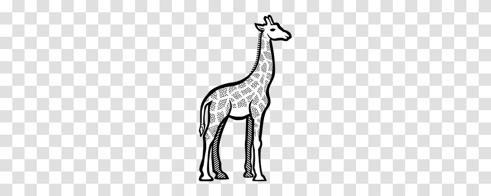 Giraffe Nature, Wildlife, Mammal, Animal Transparent Png