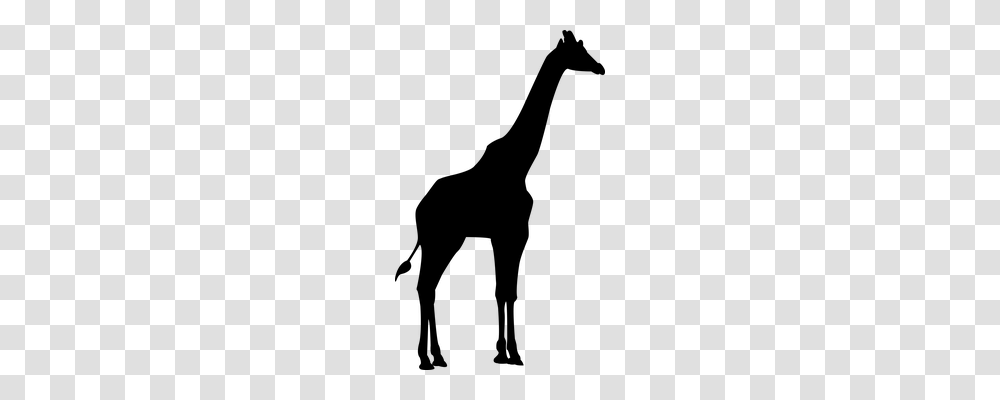 Giraffe Nature, Gray, World Of Warcraft Transparent Png