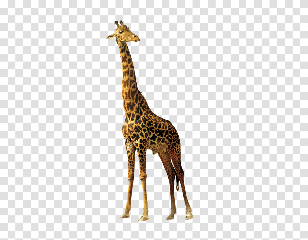 Giraffe 960, Animals, Wildlife, Mammal Transparent Png