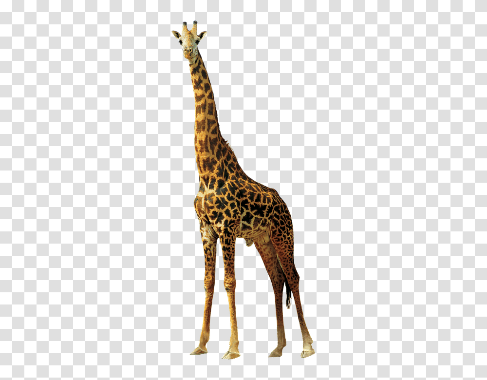 Giraffe 960, Animals, Wildlife, Mammal Transparent Png