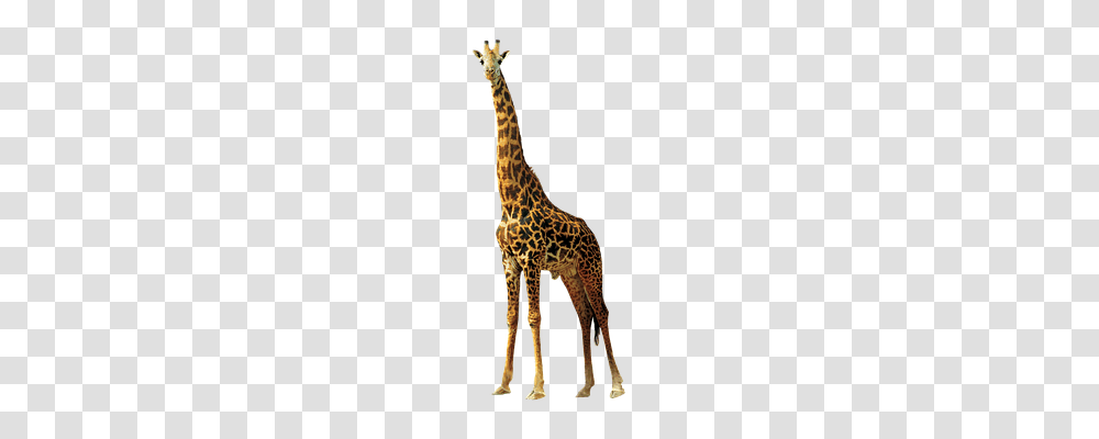 Giraffe Nature, Wildlife, Mammal, Animal Transparent Png