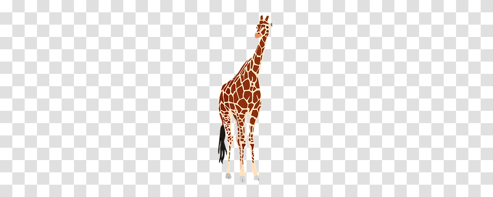 Giraffe Nature, Wildlife, Mammal, Animal Transparent Png