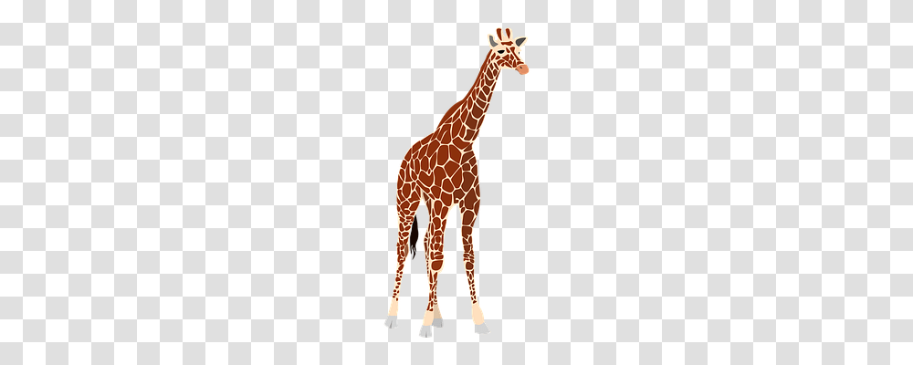 Giraffe Nature, Wildlife, Mammal, Animal Transparent Png