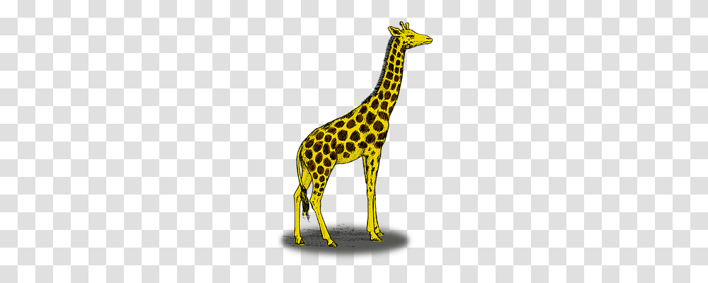Giraffe Animals, Mammal, Wildlife, Panther Transparent Png