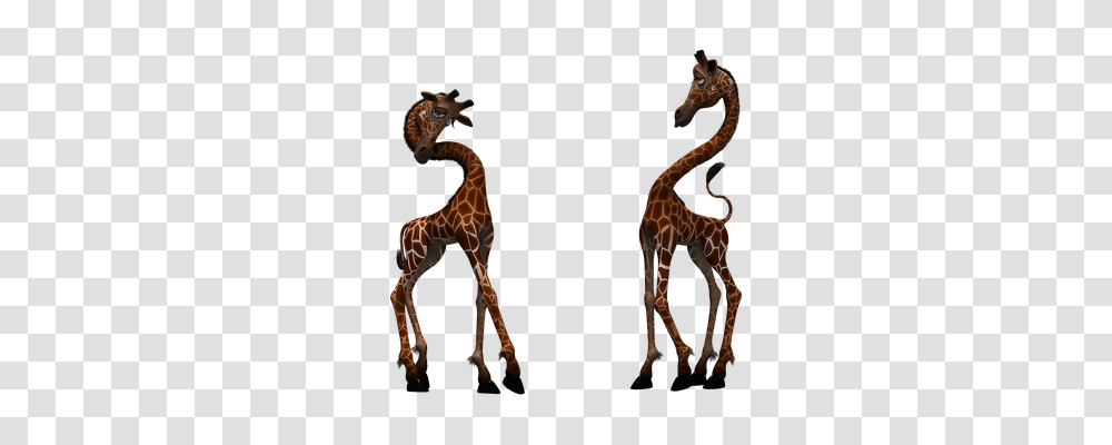 Giraffe Animals, Wildlife, Mammal, Sea Life Transparent Png